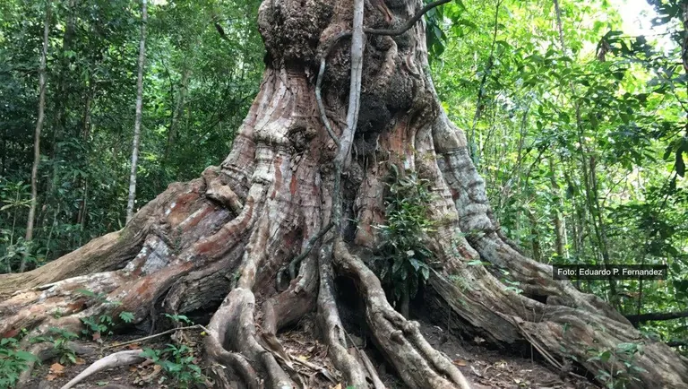 The Portuguese nearly wiped out the "Pau-Brasil" tree just to extract the world’s most valuable red dye.