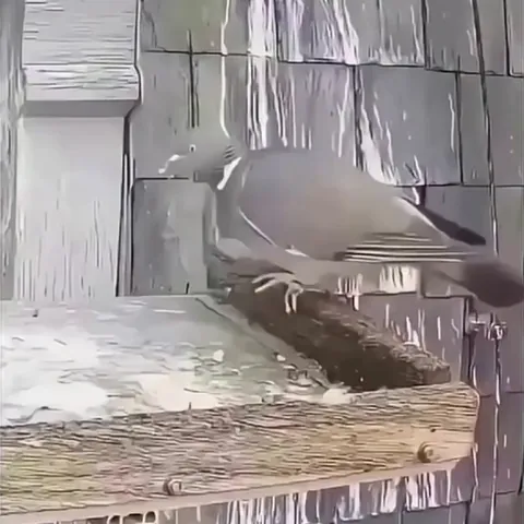 A pigeon walks into a falcon's nest...