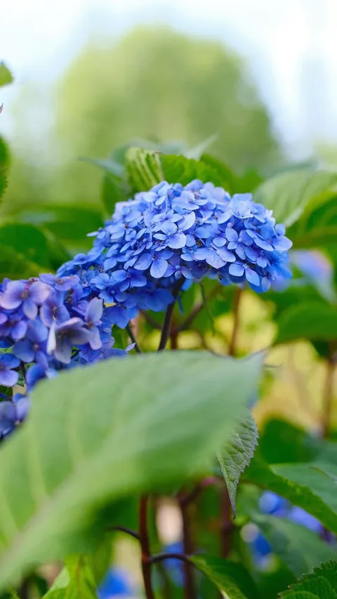 Love me a September stroll through the gardens
