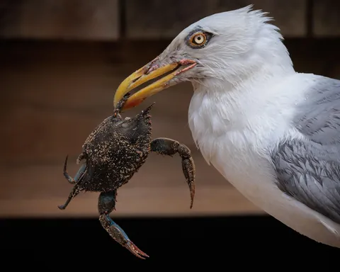 Duel between a Gull and a crab defending her eggs.