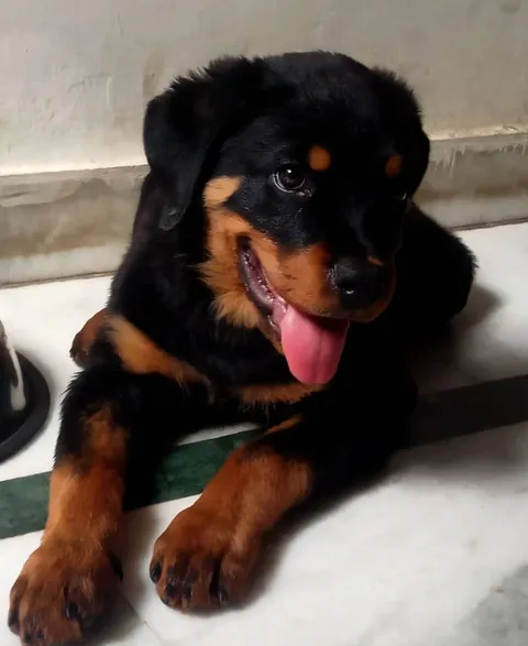 Puppy eyes that can melt anyone's heart