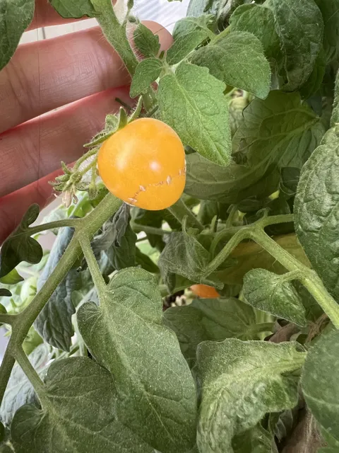 Why does my tomato look like it has stitches?