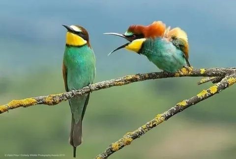 🔥 A collection of the finalist photos of the photography Comedy Wildlife Awards (2019).