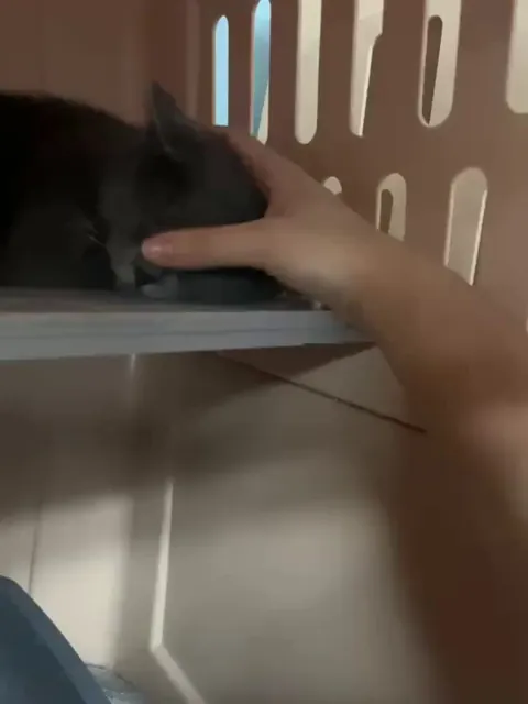 Gretel from our shelter. No more pj!