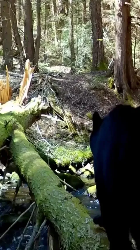 🔥 Mama Bear showing the way for her cubs