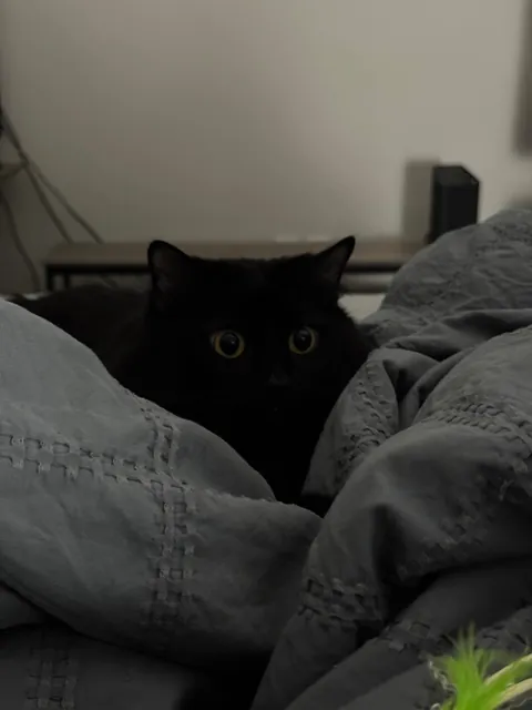 Ex-boyfriend wanted me to give up my cats