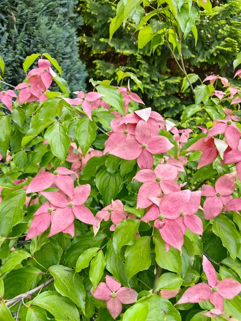 My garden in Serbia part 3