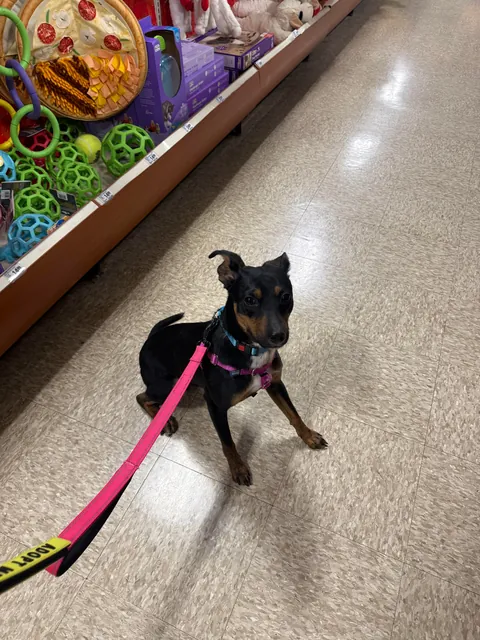 Took little Messiah for a field trip away from the shelter today