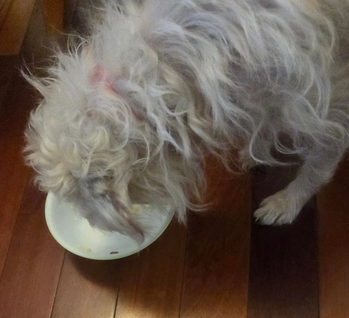 Linus and Lucy are feeling better about their new home.