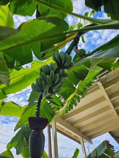 Our banana trees turned into a jungle (Before/After Photos)
