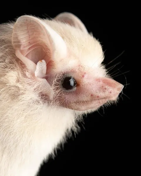 🔥Bats come in different sizes and shapes 🔥