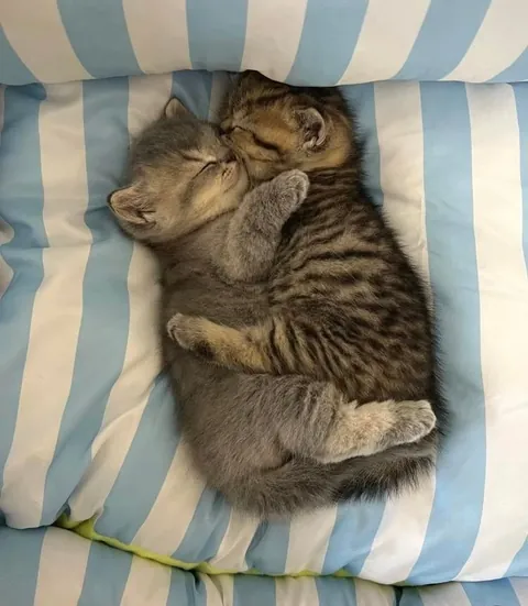 They melted again. I can’t with these two.