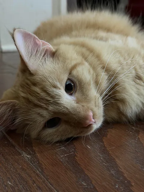 Full Blown Crazy Cat Lady