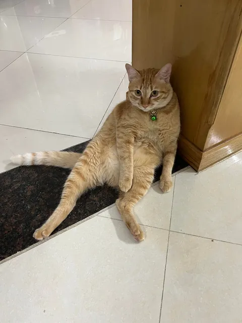 My roommate is unemployed and has a bad posture, roast him