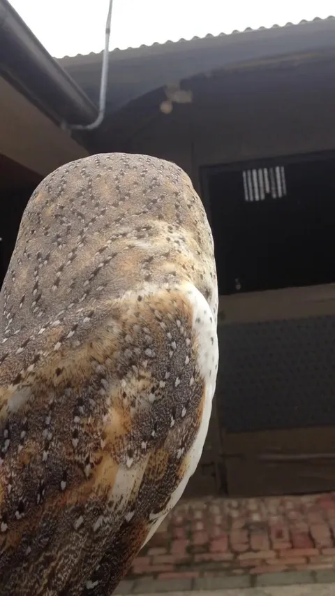 Barn owl like to be petted