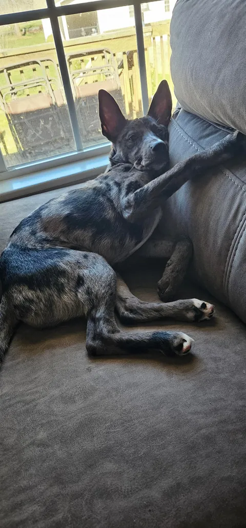 Willow the 2 faced dog. She’s an Australian Shepherd German Shepherd mix who’s almost 6 months old