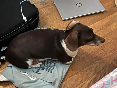 Beenee was the last of his litter. He came from a trailer park.