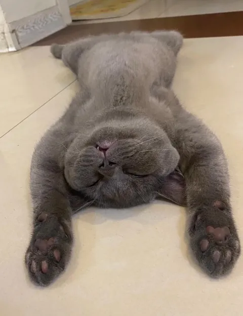 It's so comfortable.🤣🤣