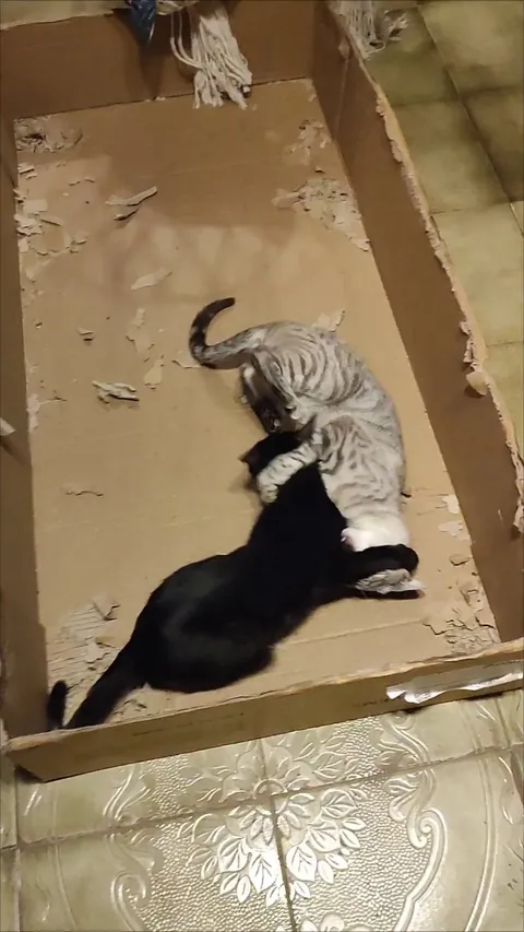 I think my cats organized an underground fighting ring 🥊When one of them wants to fight, they just go sit in the box and wait for another to come and start the fight. They don’t fight outside the box
