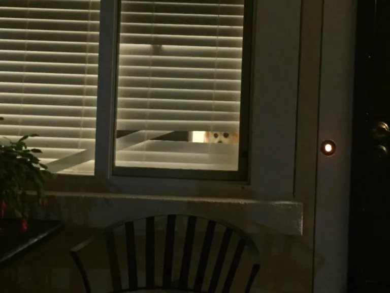 what we came home to after we forgot to roll up the blinds for him