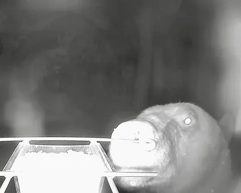 My camera bird feeder got knocked over last night. Surveillance footage has narrowed it down to six suspects...