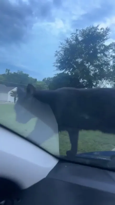 🐈‍⬛ I love mirror