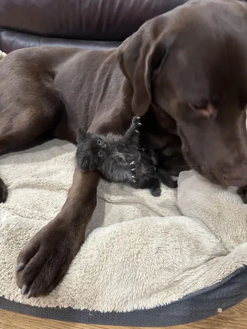 Update: The tiny fluffball I rescued won’t leave her giant best friend alone