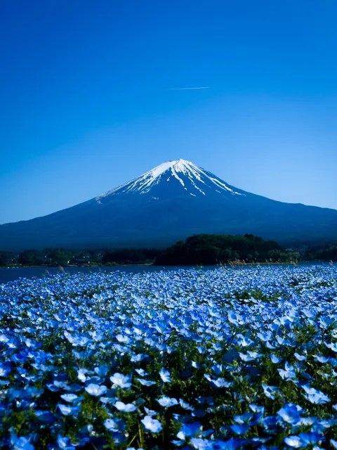 Mount Fuji Behind a Field of Flowers