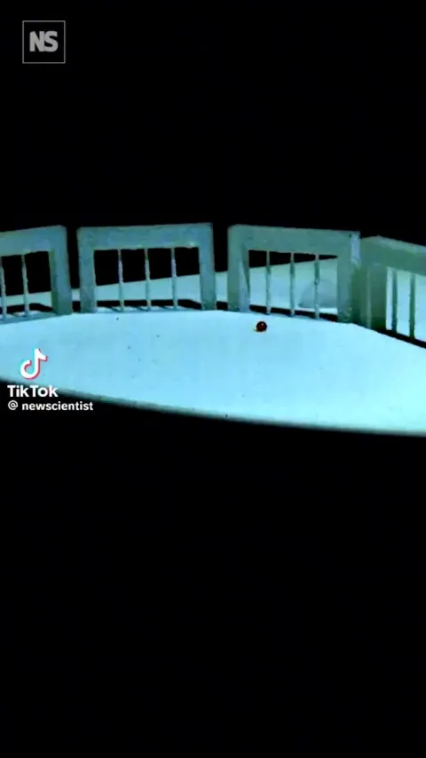 The Particle-Armoured Liquid Robot