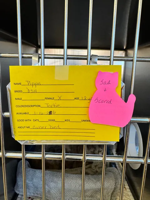 Finally adopting again after 1 year of mourning 🥰