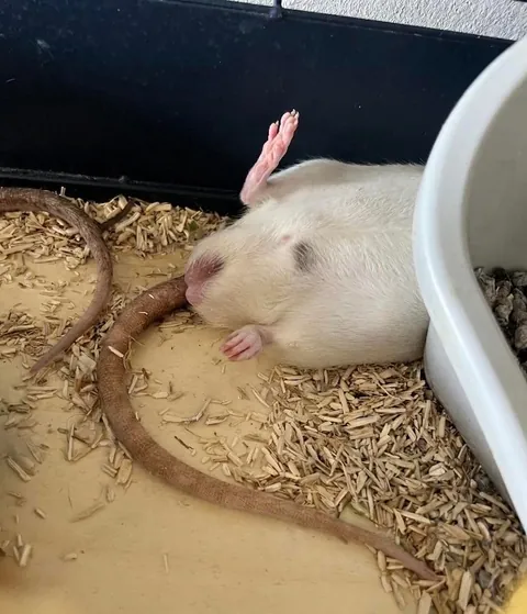 Found him like this not moving not reacting - gave him a lecture why this is not okay