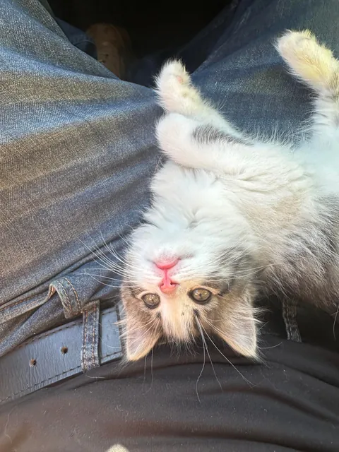 Founds this little one all alone in a parking lot a few days ago. She’s too cute and sweet.