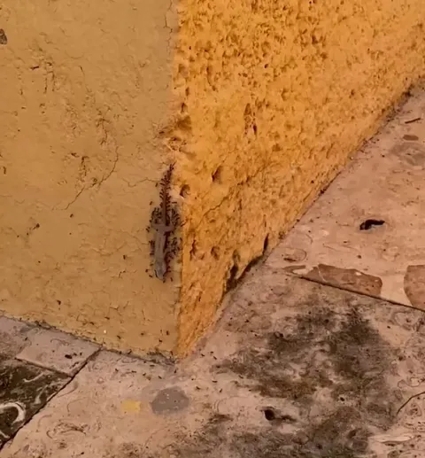 🔥 Ants carrying a dead lizard up the wall