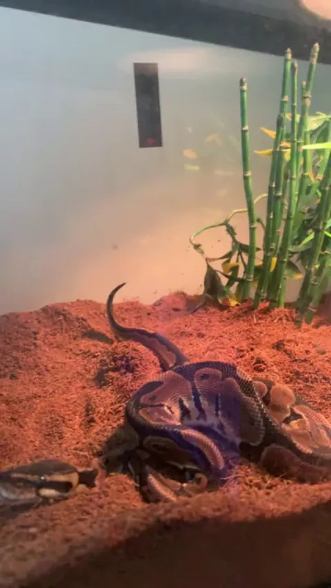 Is this how snakes fart??😭