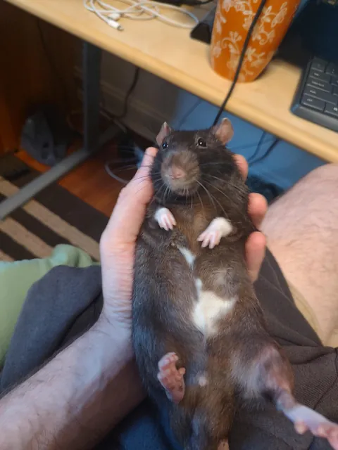 This goober thinks my hand is his personal spa