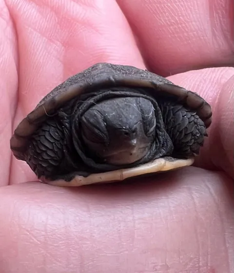 Update to Box Turtle nest hatch post from 2 weeks ago. All 5 eggs in the nest hatched!  Such amazing little creatures!