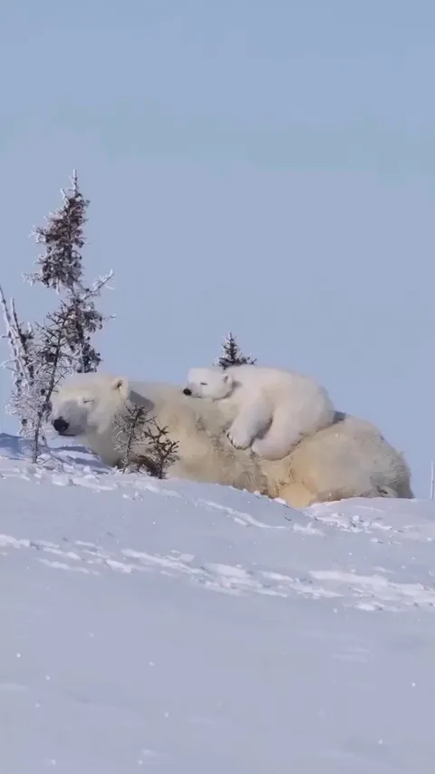 Polar bear mother with her cub
