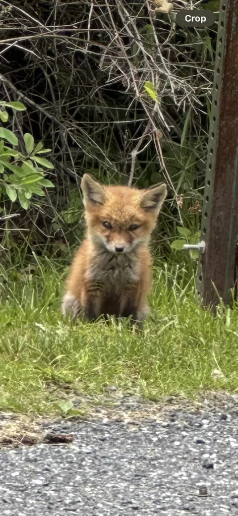 Woke up a baby fox 🦊