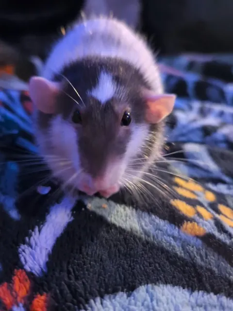 Feeling down and I think the only cure is cute rat pics. please send cute rats asap!