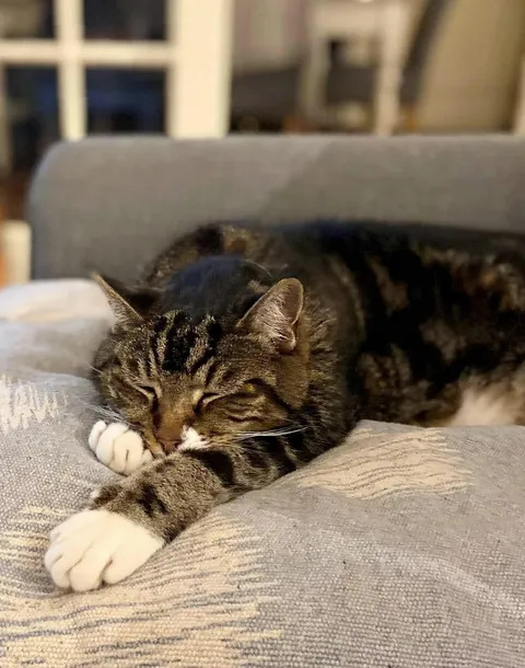 My adorable boy if 15 years old. He sleeps 18-19 hours a day now