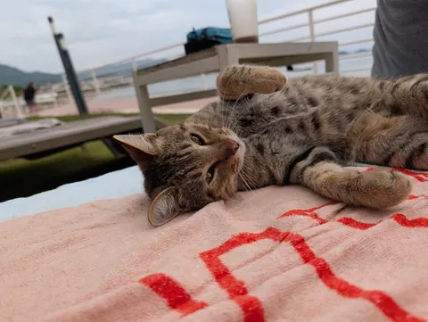 The huge collection of cats I found on my adventure to Turkey😅😊