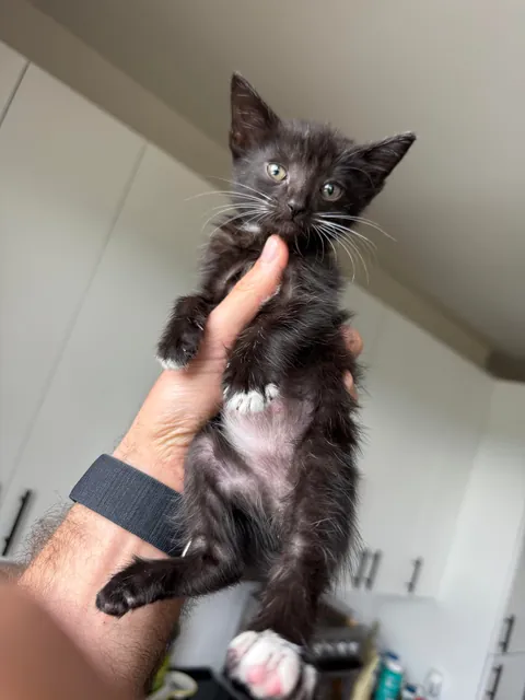 Michael was found in a truck engine and was lured out with tuna