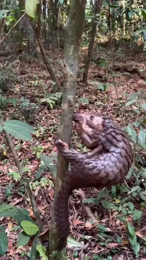Pangolin