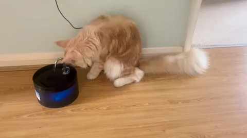 Why did I bother buying him a water fountain? 🤦🏻‍♀️