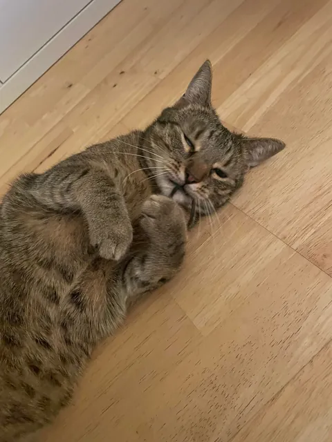 In love with hair ties.