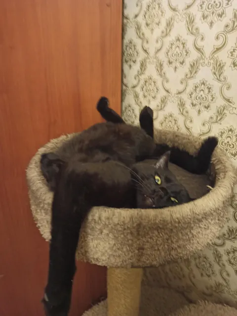 Is it because we named him Crisis?