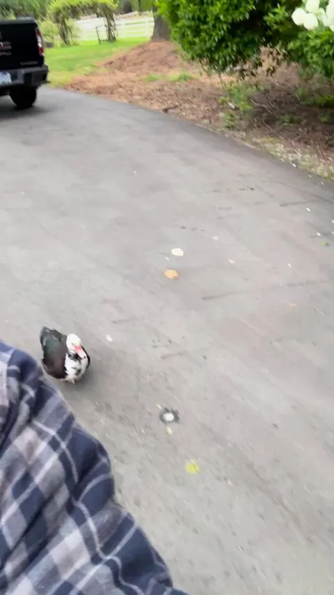 Please listen to her feet on the pavement as she chases me for her breakfast