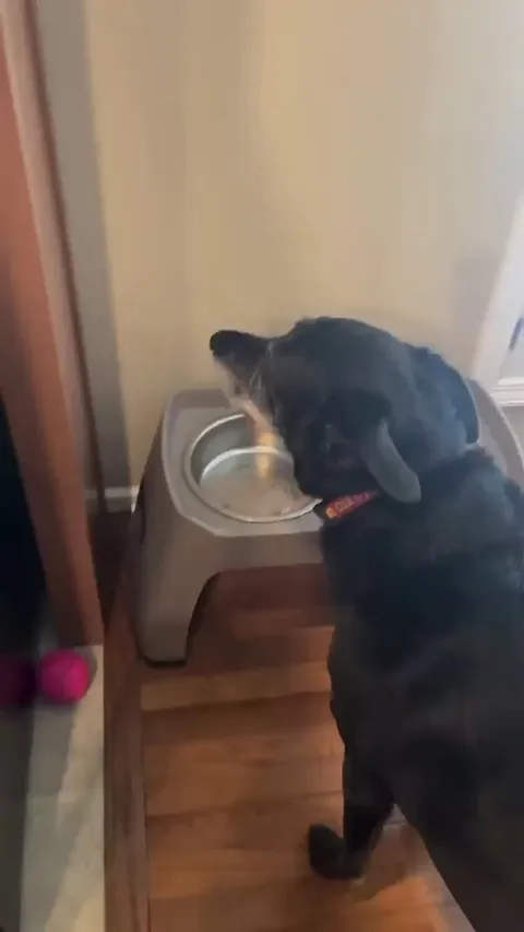 Doggo doesn't eat raw food 