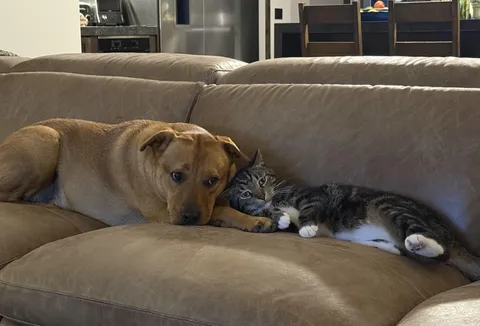 My mother’s pets are besties and cuddle like this all the time.