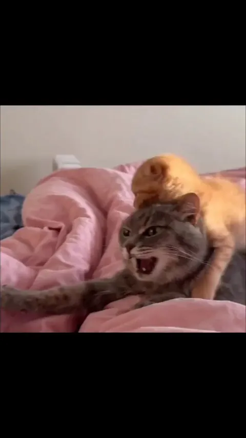 I’m the orange death from above